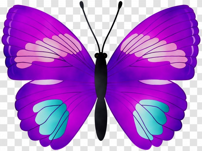 Clip Art Butterfly Image Watercolor Painting - Invertebrate - Photography Transparent PNG