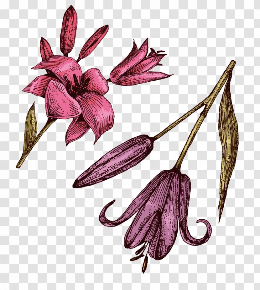 Petal Lilium Purple Red - Flora - Dripping Bright Lily Transparent PNG