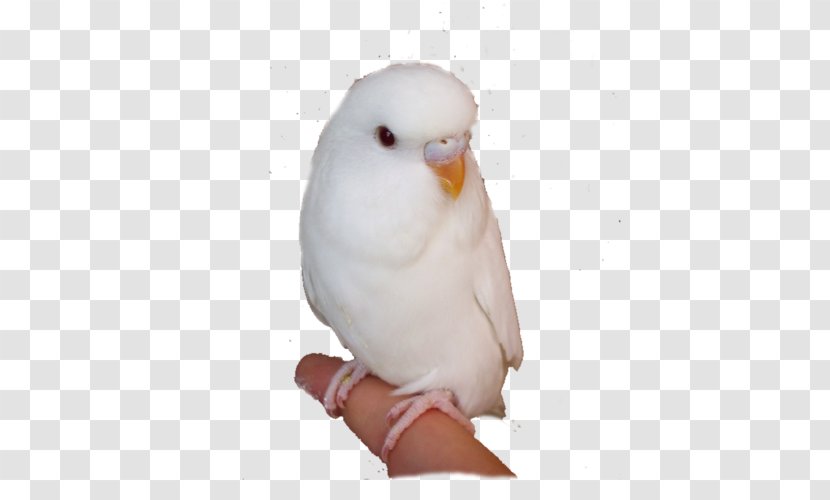 Budgerigar Cockatoo Lovebird Parakeet - Bird - White Parrot Transparent PNG