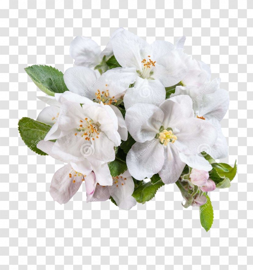 White Flower Apple - Floral Design - Green Flowers Transparent PNG