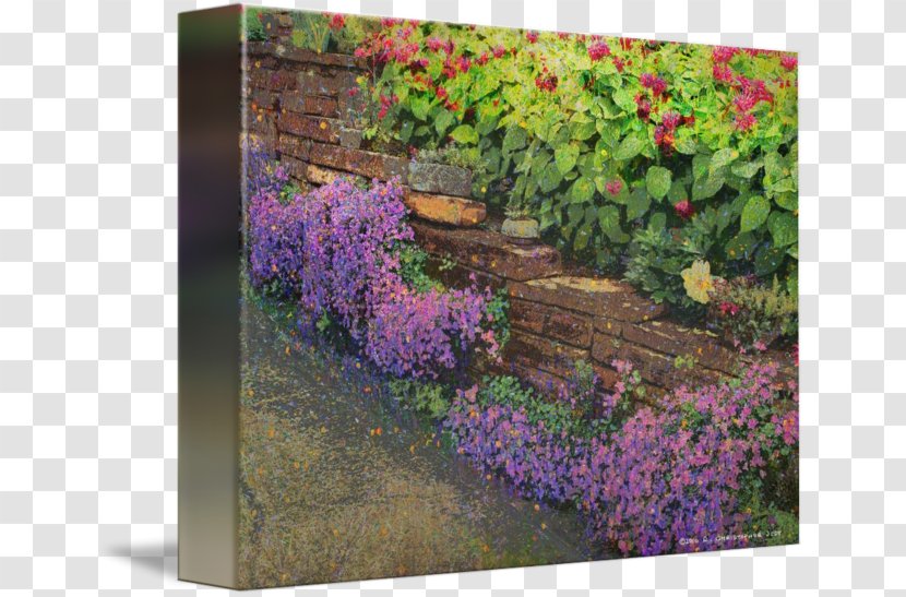 Wall Shrub Groundcover Flowering Plant Catnips - Fairview Floral Garden Center Transparent PNG