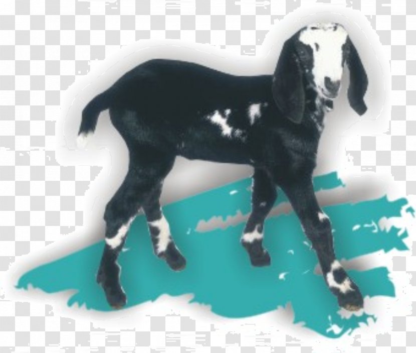 Goat Soap Mustang Stallion Canada Transparent PNG
