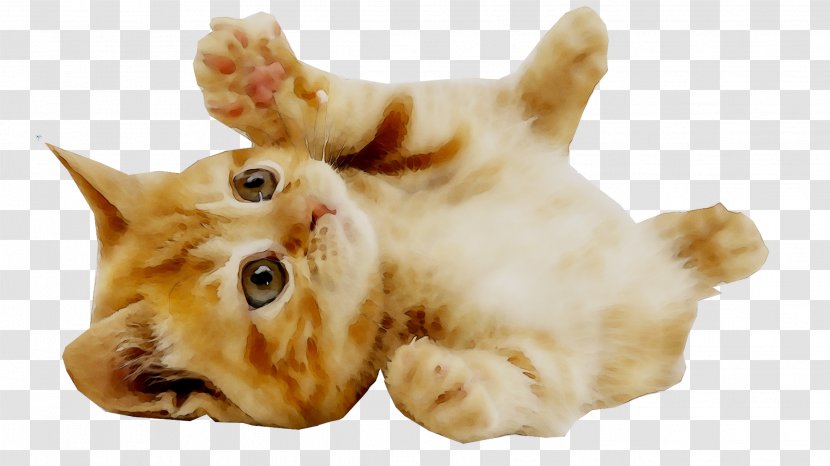 Kitten Puppy Dog Pet British Shorthair - Carnivore Transparent PNG