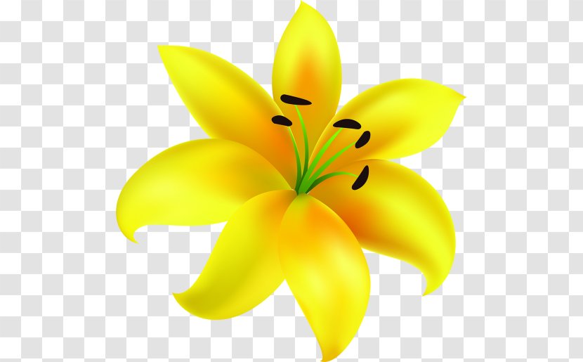 Paper Lilium Yellow Art Flower - Child - Plant Transparent PNG