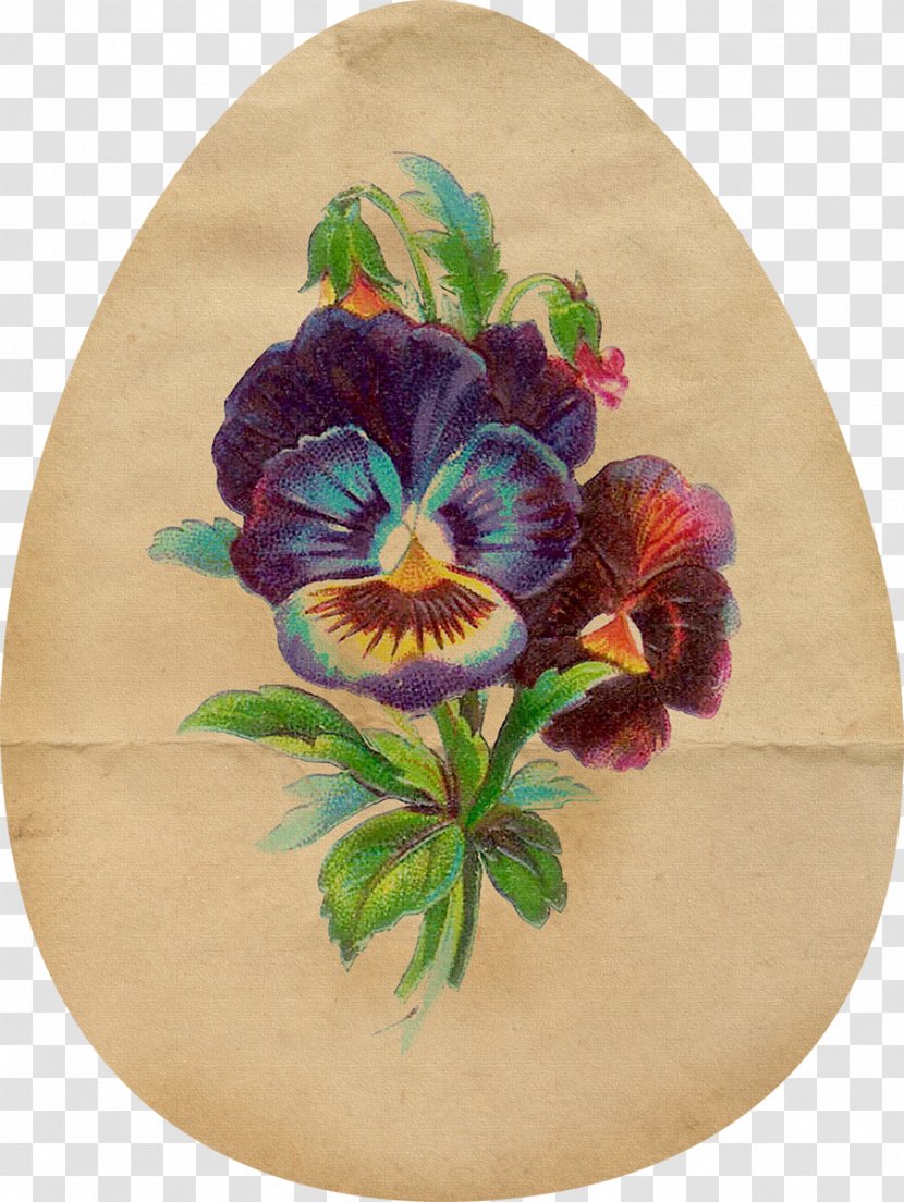 Pansy Floral Design Flower Art Clip - Botanical Illustration Transparent PNG