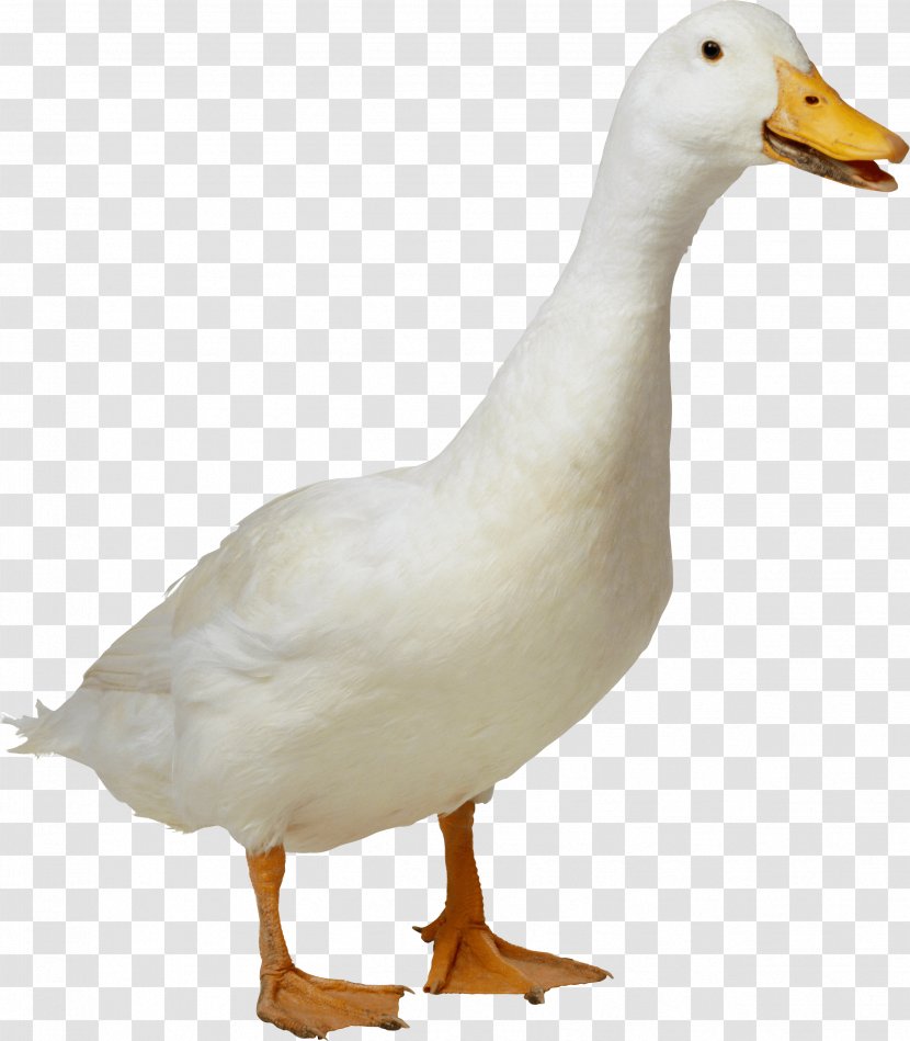Duck American Pekin Goose - Bird Transparent PNG