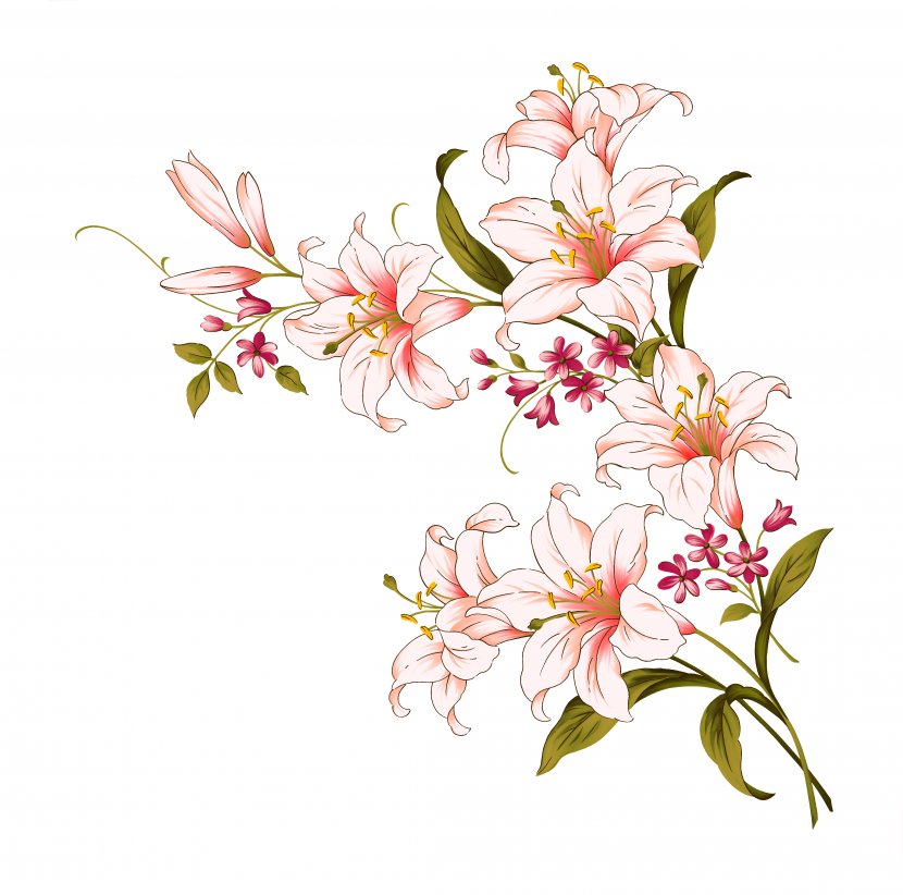 Lilium Candidum Flower Arum-lily - Petal - Elegant Lily Transparent PNG