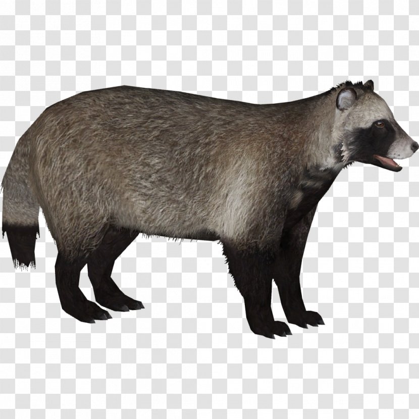 Raccoon Dog Badger Canidae - Mammal - Zoo Tycoon 2 Transparent PNG