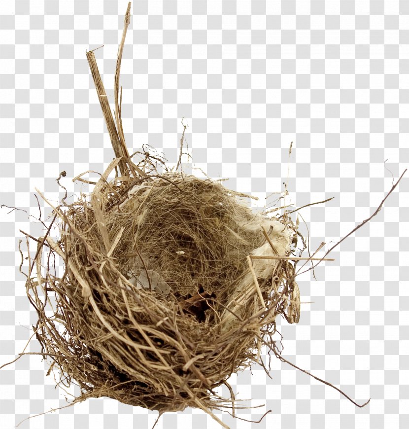 Bird Nest Empty Syndrome Egg - Physical Map Transparent PNG