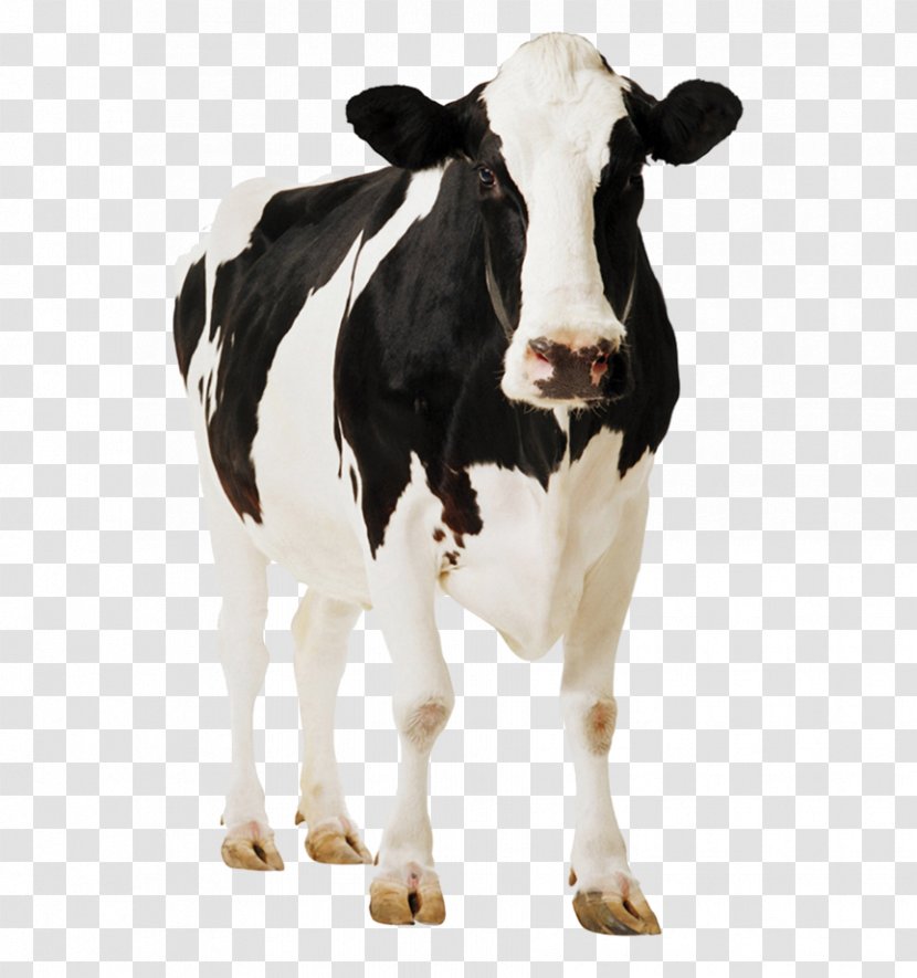 Holstein Friesian Cattle Gyr Milk Dairy - Cow Transparent PNG
