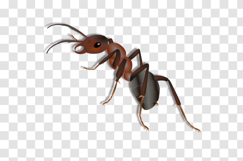 Insect Weevil K2 Cartoon Anthony McPartlin Transparent PNG