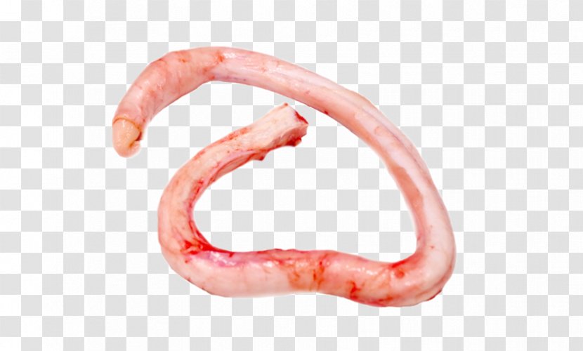 Worm Animal Source Foods Close-up Mouth - Food Transparent PNG
