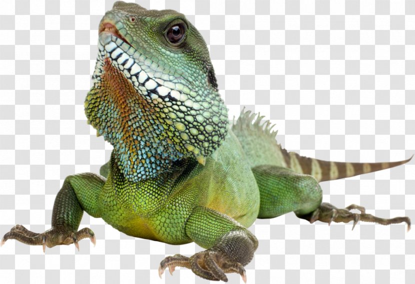 Reptile Lizard Amphibian Chameleons Green Iguana - Lacertidae Transparent PNG