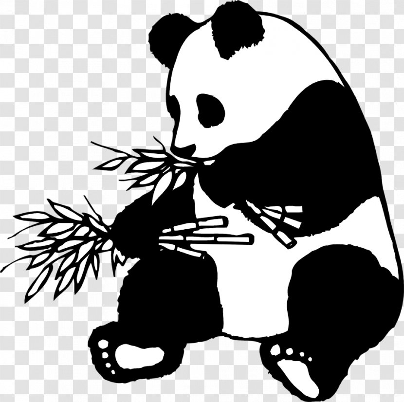 Giant Panda Clip Art Drawing Line American Black Bear - Vertebrate - Eat Bamboo Transparent PNG