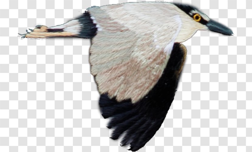 Bird Flight Feather - Wing - Birds Fly Transparent PNG