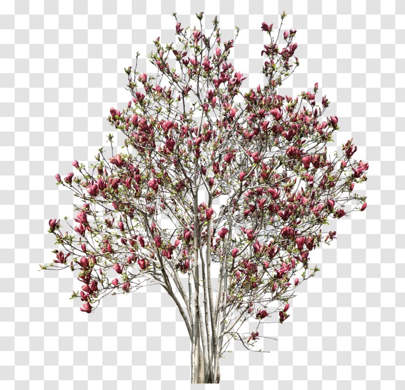 Tree Twig Shrub Clip Art - Blossom Transparent PNG