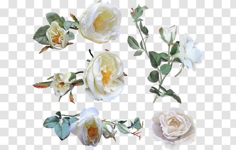 Garden Roses Cabbage Rose Floral Design Cut Flowers - Plant - Flower Transparent PNG