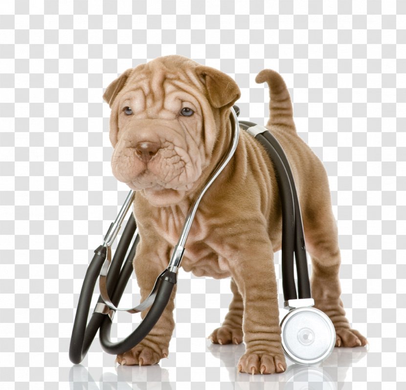 Shar Pei Puppy Veterinarian Pet Stethoscope - Dog Behavior Transparent PNG