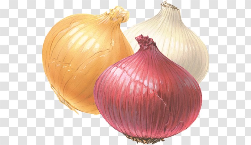 White Onion Yellow Red Fried Transparent PNG