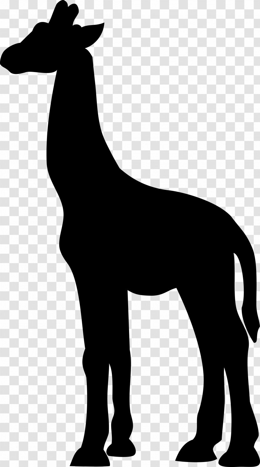 Mustang Dog Mammal Donkey Giraffids - Blackandwhite - Tail Transparent PNG