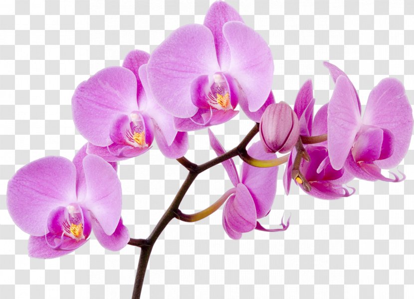 Moth Orchids Flower Boat Orchid - Seed Plant Transparent PNG
