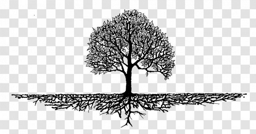 Tree Woody Plant Branch Leaf - Drawing - Trunk Blackandwhite Transparent PNG