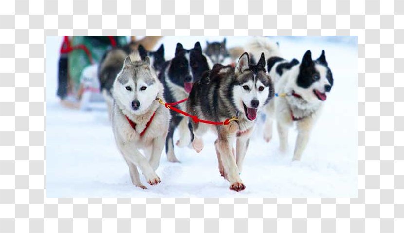 Jackson Lake Placid Samoëns Hotel Winter - Canadian Eskimo Dog - Breed Group Transparent PNG