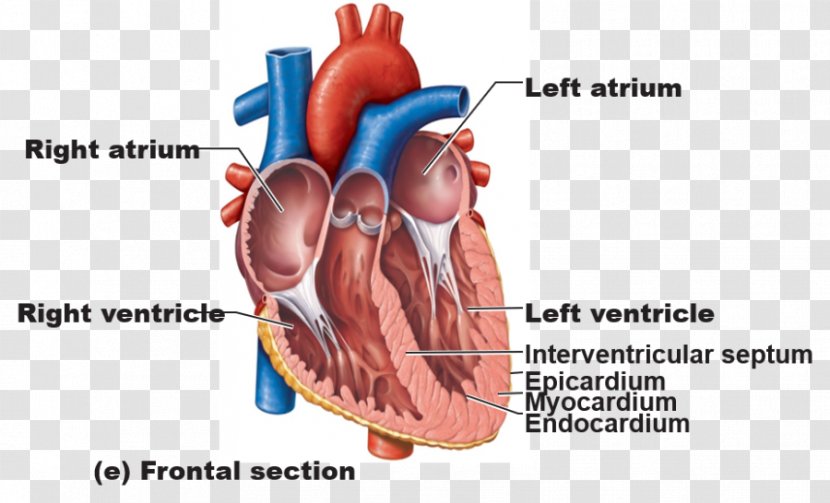 Anatomy Of The Heart Great Vessels Human Body - Tree Transparent PNG