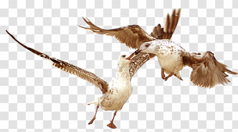 Bird Goose Download - Of Prey - Birds Fly Transparent PNG