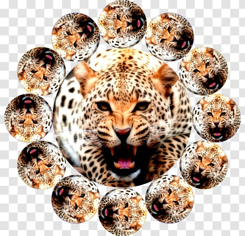Leopard Jaguar Cheetah Color Transparent PNG