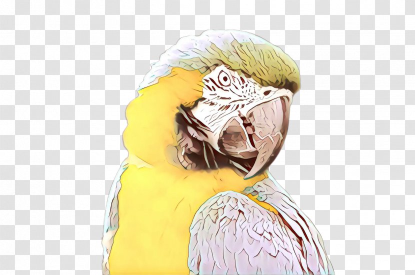 Beak Bird Of Prey Headgear Yellow - Budgie - Cockatiel Cockatoo Transparent PNG