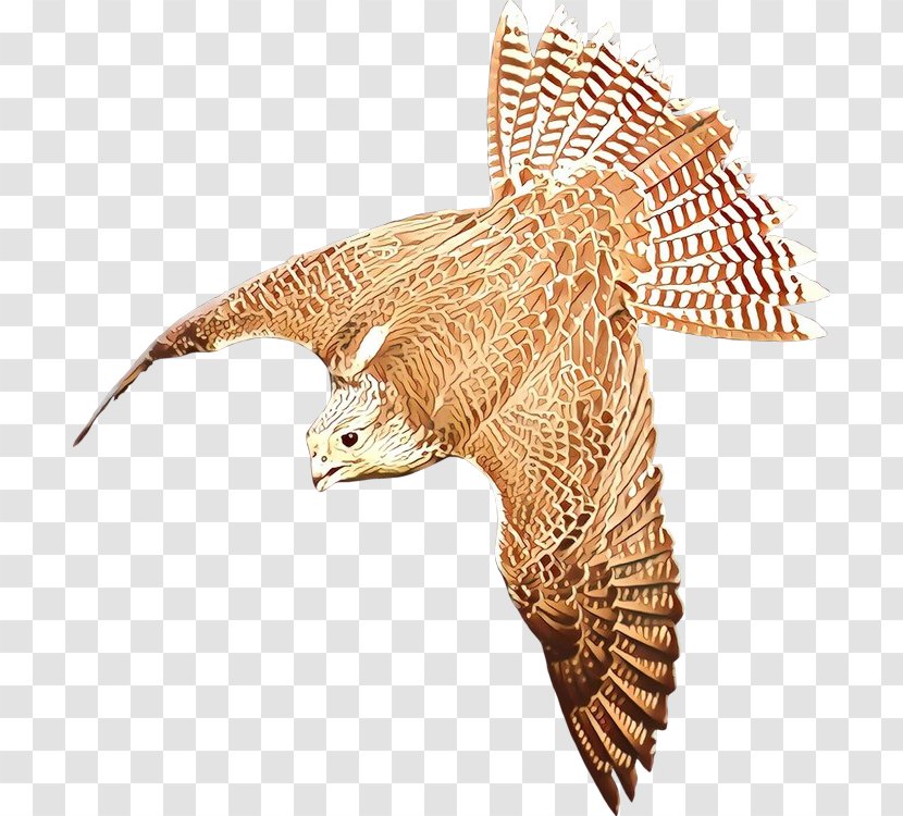 Bird Beak Falcon Eagle Clip Art - Peregrine - Of Prey Transparent PNG