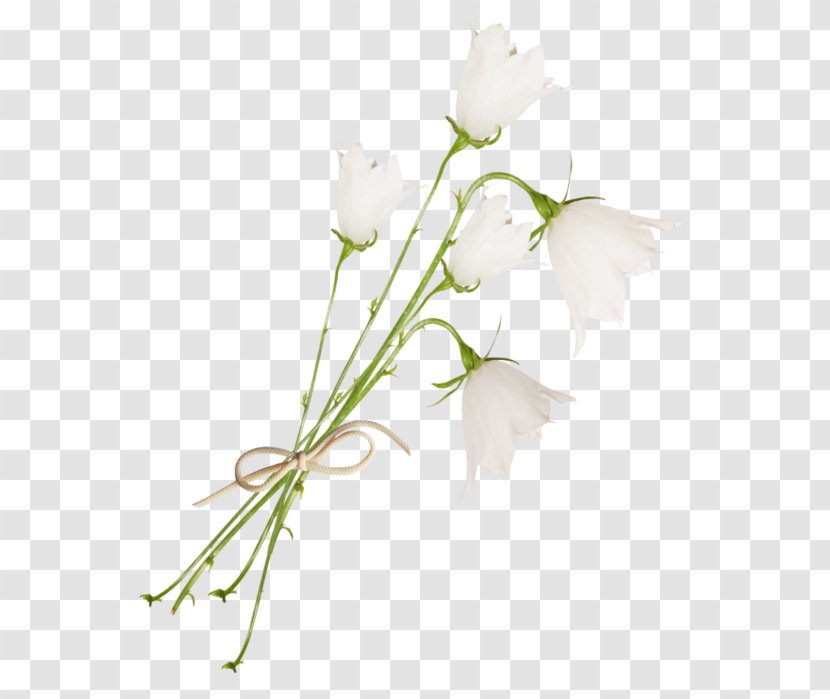 Floral Design Bellflowers Cut Flowers White - Flower Bouquet Transparent PNG