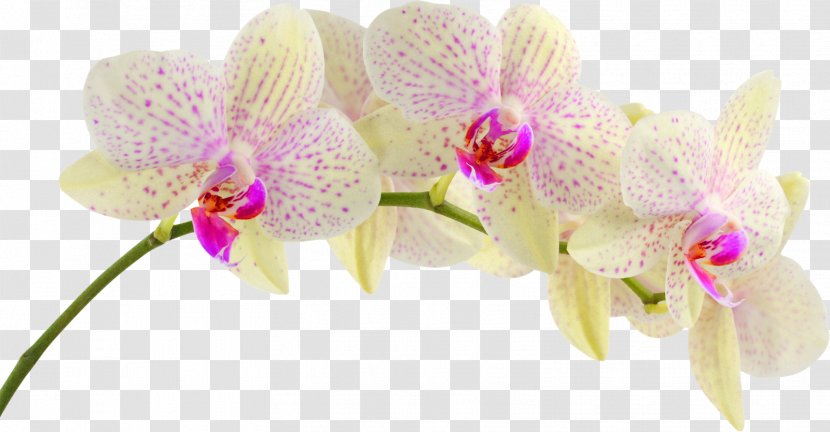 Orchids Flower Desktop Wallpaper - Stock Photography - Orchid Transparent PNG