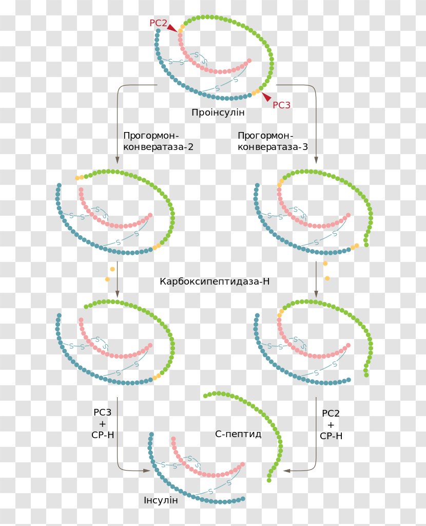 Preproinsulin Amino Acid Glucose - Text - Insulin Transparent PNG