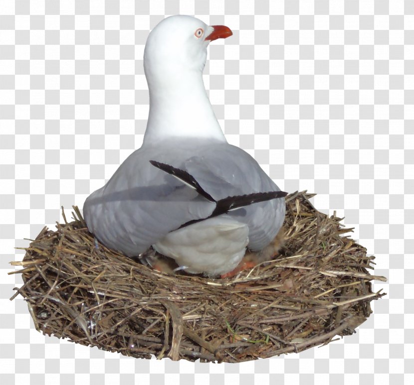 Bird Nest Goose Gulls Common Ostrich - Ducks Geese And Swans - Seagull Transparent PNG