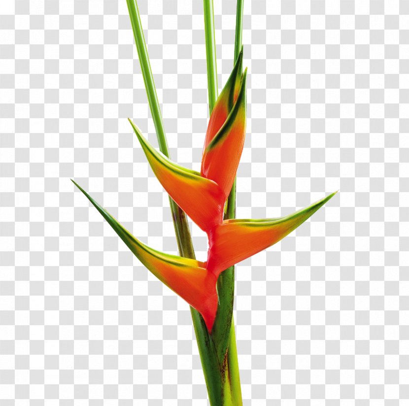 Flower Heliconia Bihai Chartacea Plant Stem - Vase Life - Tropical Transparent PNG