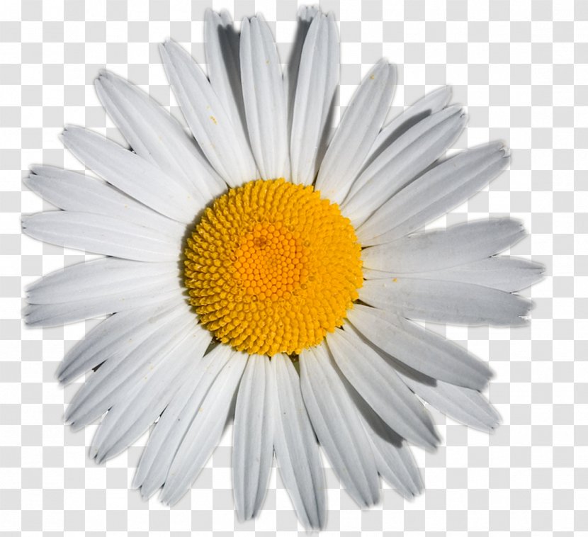 German Chamomile Tina Nails Extract Tea - Cut Flowers - Sunflower Transparent PNG