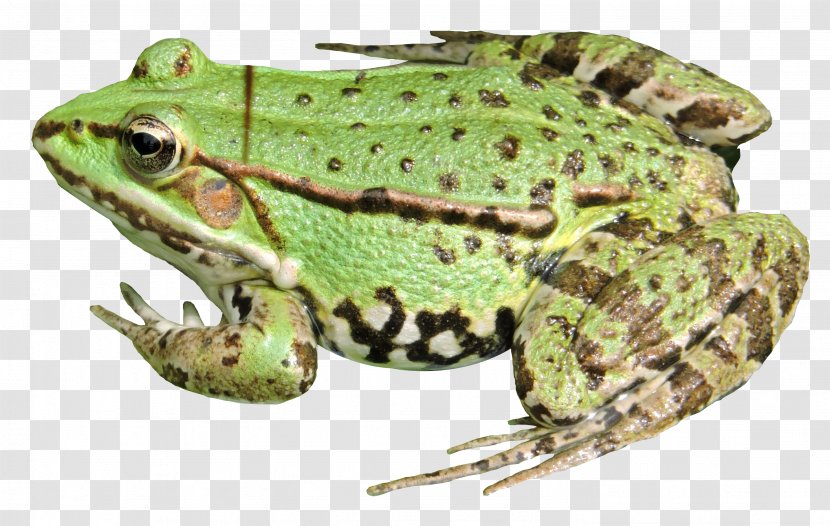 American Bullfrog Toad Terrestrial Animal Tree Frog - Fauna Transparent PNG