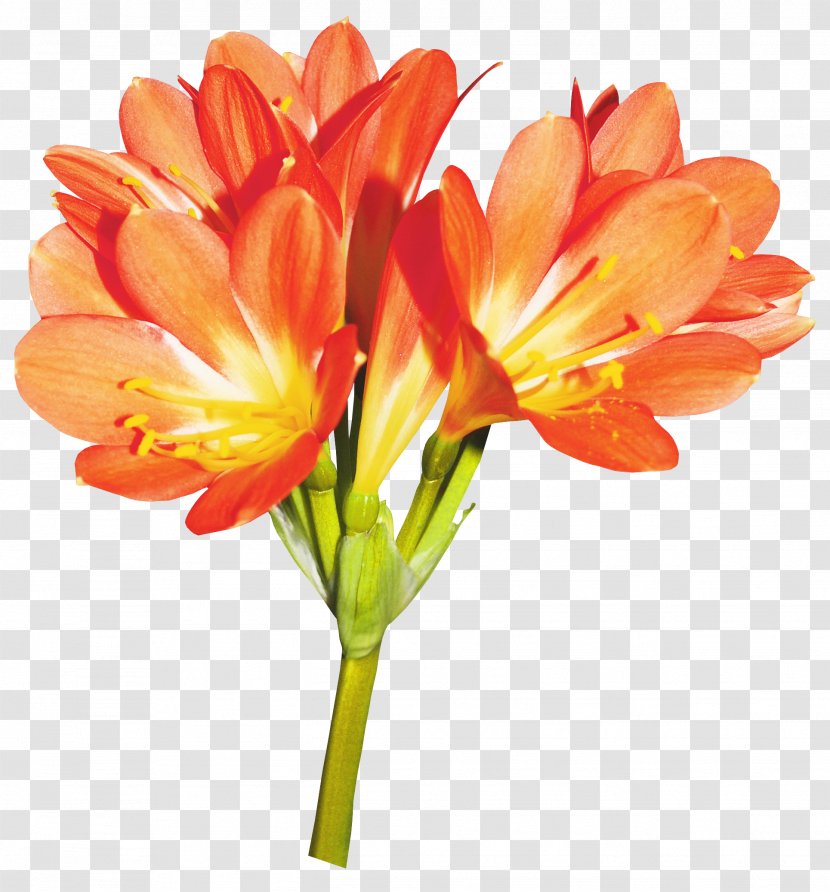 Flower Lilium Clip Art - Plant Stem - Lily Transparent PNG