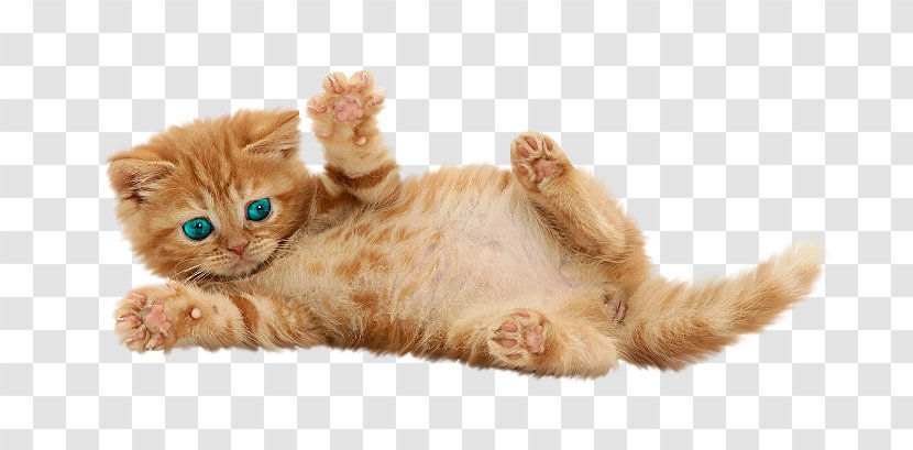 British Shorthair Kitten Siamese Cat Tonkinese Persian - Pet Transparent PNG