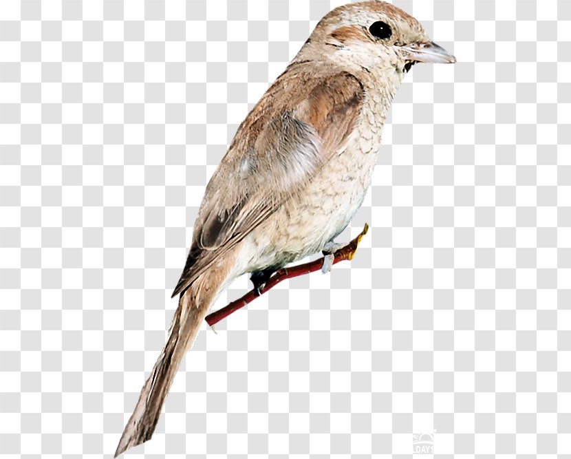 House Sparrow Bird Common Nightingale American Sparrows Transparent PNG