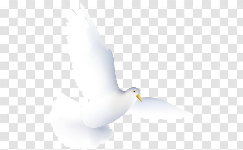 Water Bird Pigeons And Doves Beak - Duck - Dove Transparent PNG