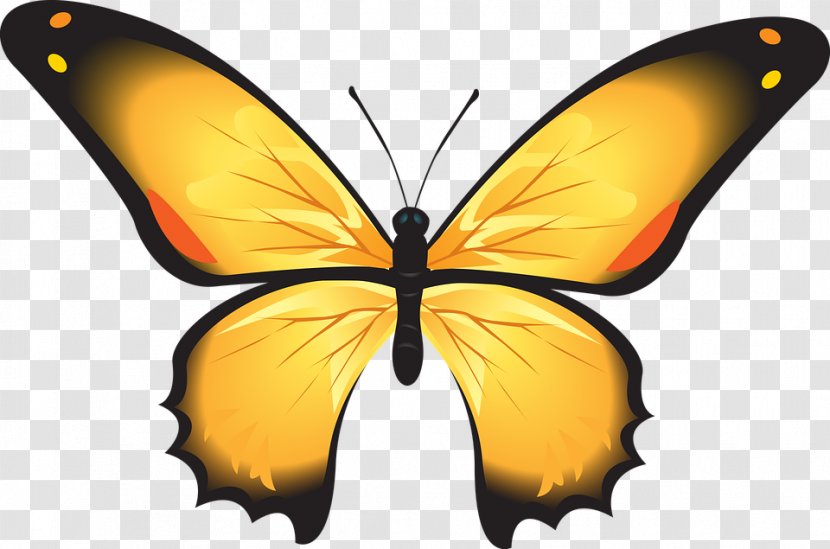 Butterfly Insect Sticker Image Photograph Transparent PNG