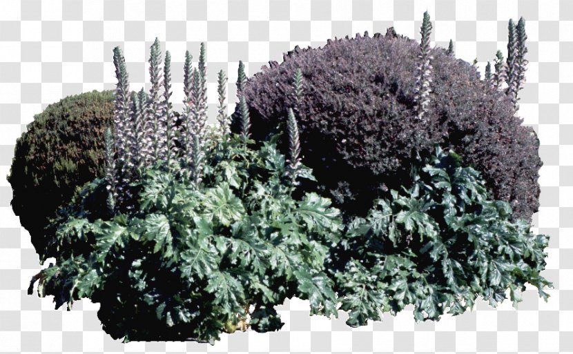 Shrub Holly Tree Landscape - Plant - Design Bush Daisy Purple Ball Transparent PNG