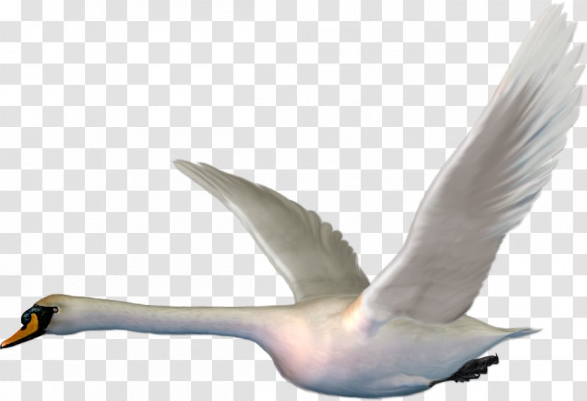 Goose Bird Mute Swan Duck - Feather Transparent PNG