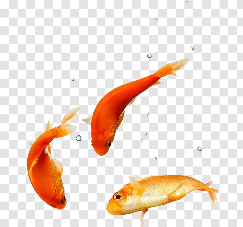 Desktop Wallpaper Goldfish Puppy High-definition Video - Bony Fish Transparent PNG