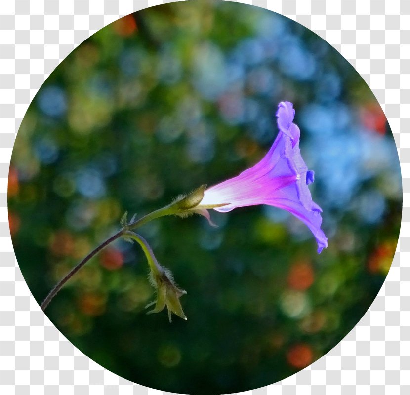 Flowering Plant Petal Leaf - The Characteristic Two Lover Shadow With Sunlite Transparent PNG