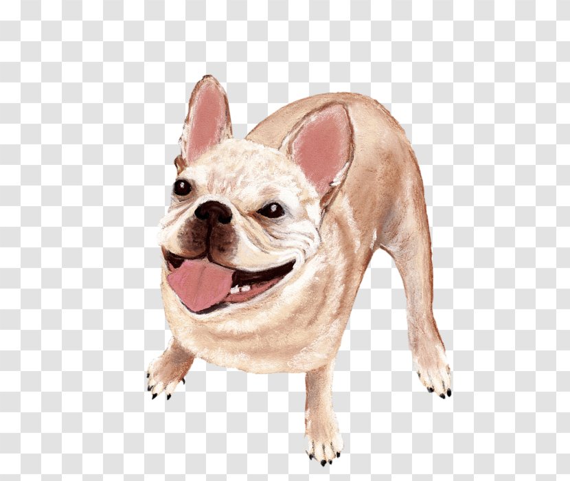 French Bulldog Toy Puppy Dog Breed Companion - Like Mammal - Happy Transparent PNG