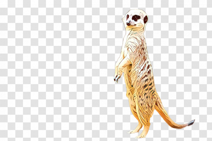 Meerkat Mongoose Tail Wildlife Transparent PNG